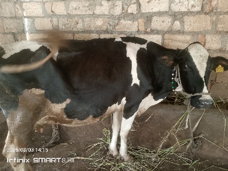 ગાય વેચવાની છે