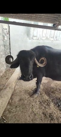 વૈસવાની છે