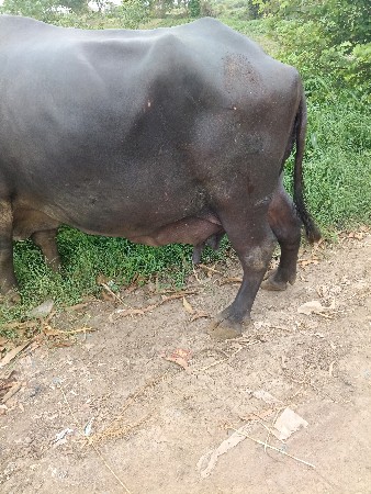 ભેંશ વેચવાની છે