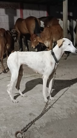 ગ્રે હાઉન્ડ (લાવર)ફીમેલ વેચવાની છે