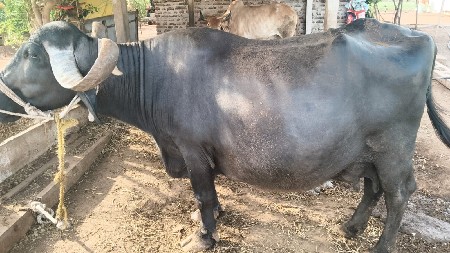 વેચવાનીછે