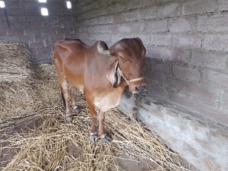 ગીર ગાય