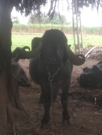 જાફરાબાદી ભેંસ વેચવાની છે