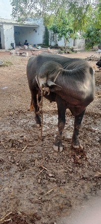 પાડો વેચવાનો છે
