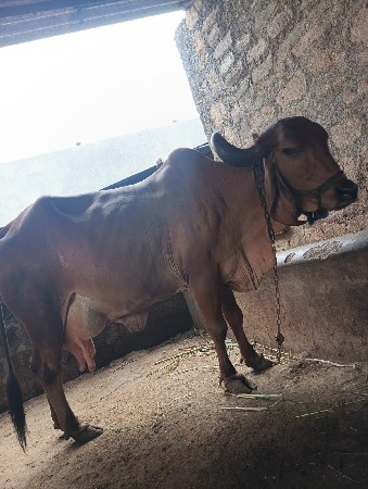 આ ગાય વેચવાની છે
