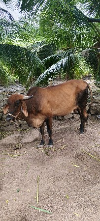 ગાય વેચવાની  છે