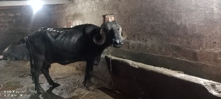 ભેંશ વેચવાની છે