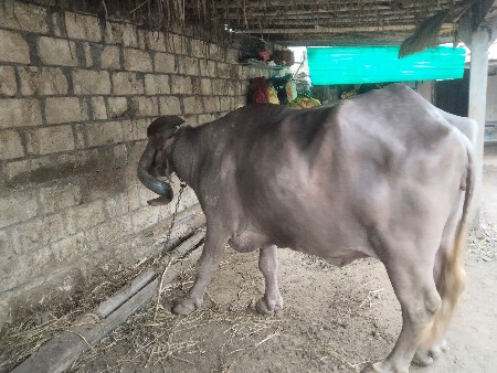 ભેસ વેચવાની છે