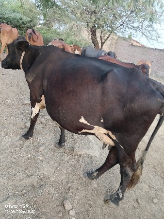 વેસવાની સે