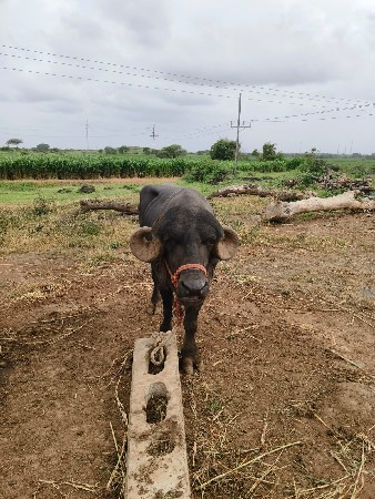 પાડો વેચવાનો છે  બીજા વાડા નો છે