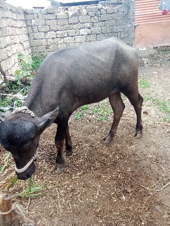 ખડેલી અઘી વર્ષ ની
