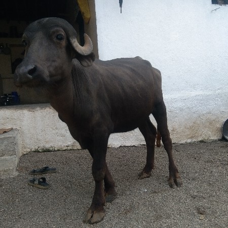 પાડી વેચવાની છે