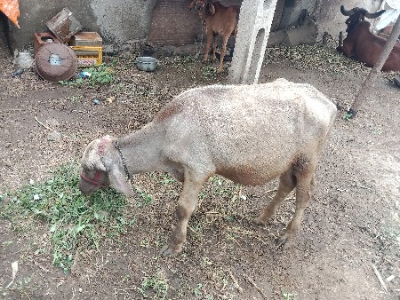 પાડો વેચવાનો છે