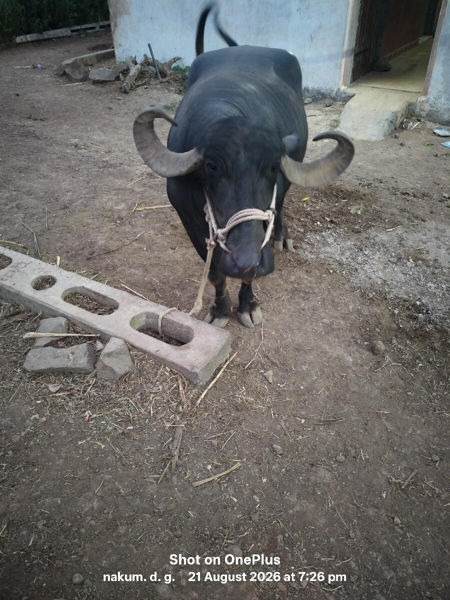 ભેંસ વેચાણ છે