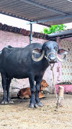 ખડાઈ વેચવાની છે