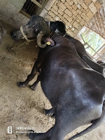 ખડેલું દેવાનું