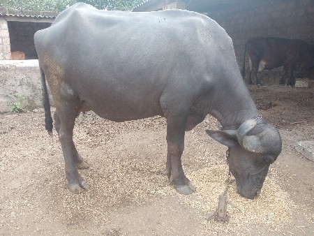 ભેંસ વેચવાની છે