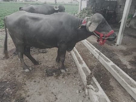ભેંશ વેચવાની છે