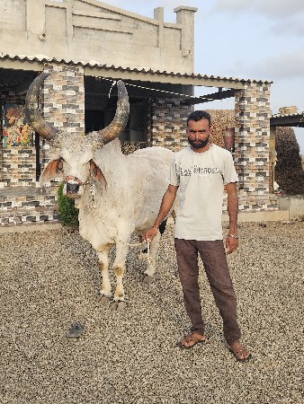 બળદ વેચવાના છે