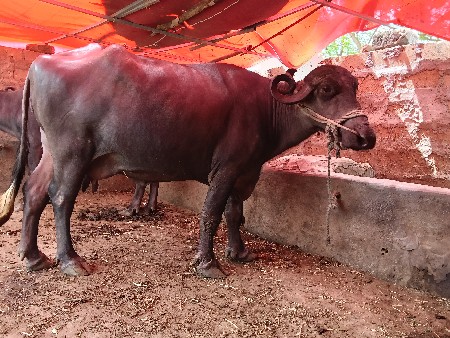 ભૈસ ટોટલ જંવાબદારિથિ દેવાનિસે