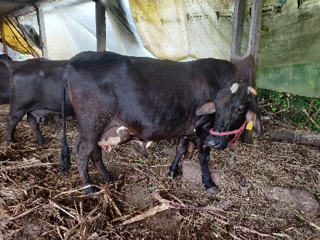 Hf ગાય વેચવાની છે.