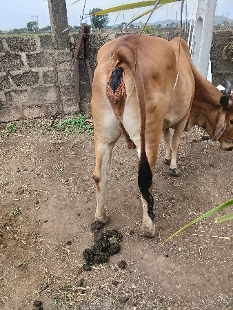 ગાય વેશવાની સે