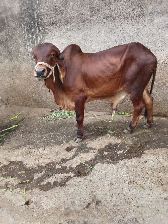 ખુટ વેચવાનો છે