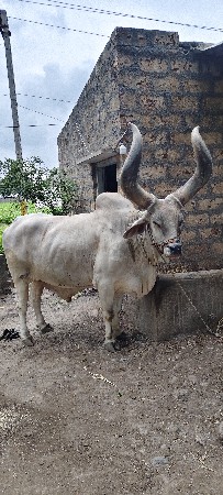 બળદ