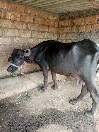 પેલું વેતર ભેંશ