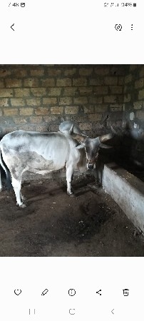 આ બળદ ના હાટા કરવા
