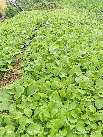 રીંગણી નો રોપ