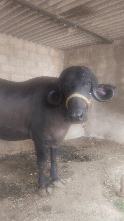 ખેડેલી વેશવ ની છે
