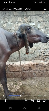 ભેંસ વેચવાની છે