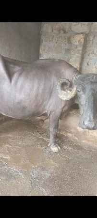 ભેંસ વેચવાની છે