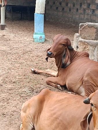 વેચવા