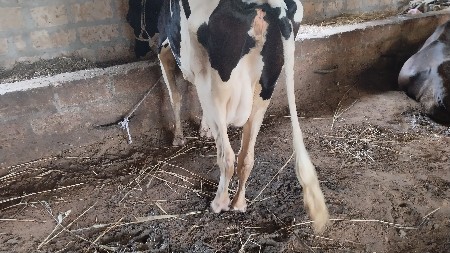6 લીટર દૂધ હજાર માં સે