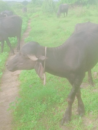 વેચવાના છે