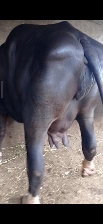 મોટી ભેંસ છે