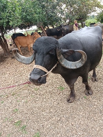 ભેંસ વેચવાની છે