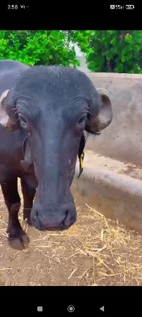 પેલૂવેતર. 5મહીનાગાભ