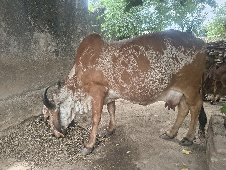 વેચવાની છે