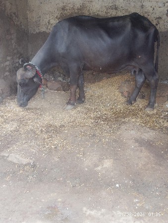 આ ભેશ વેચવાની છે