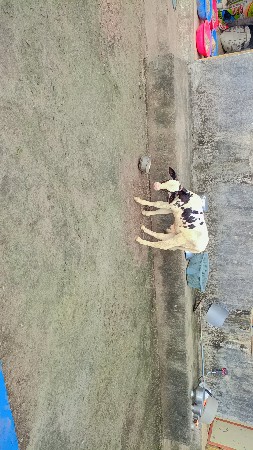 HF ગાય આપવાની સે