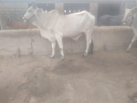 ગોઢલા