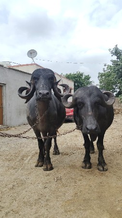 2 bhens vechvani chhe