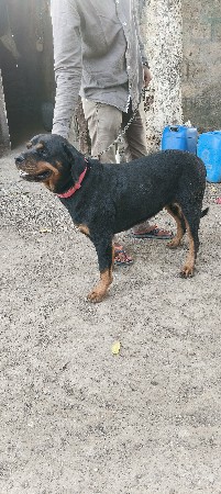 Rottweiler female
