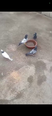 4 નંગ કબુતર વેચવાના છે