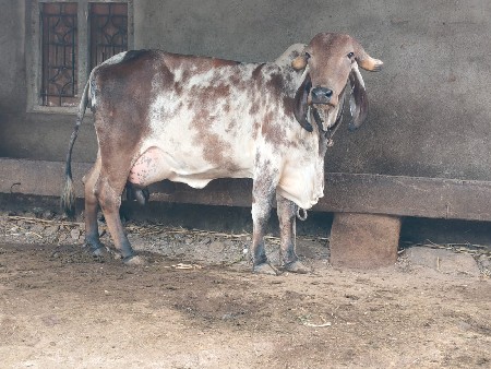 2 3 દિવસ ની કાચી