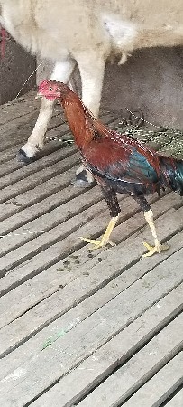 અસીલ મુરઘો