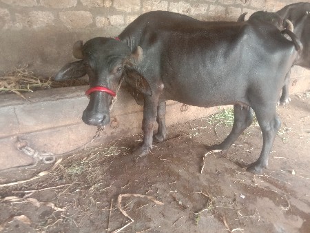 ભેસ